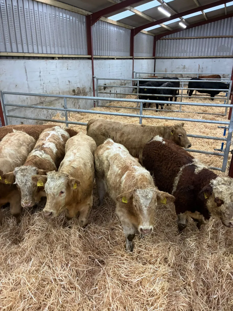 Beef bred bullocks - Image 1
