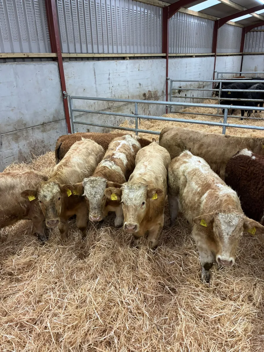 Beef bred bullocks - Image 3