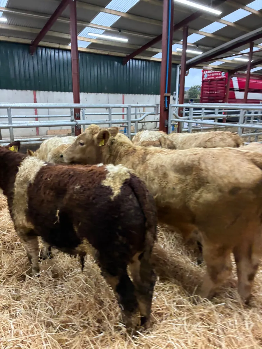 Beef bred bullocks - Image 4