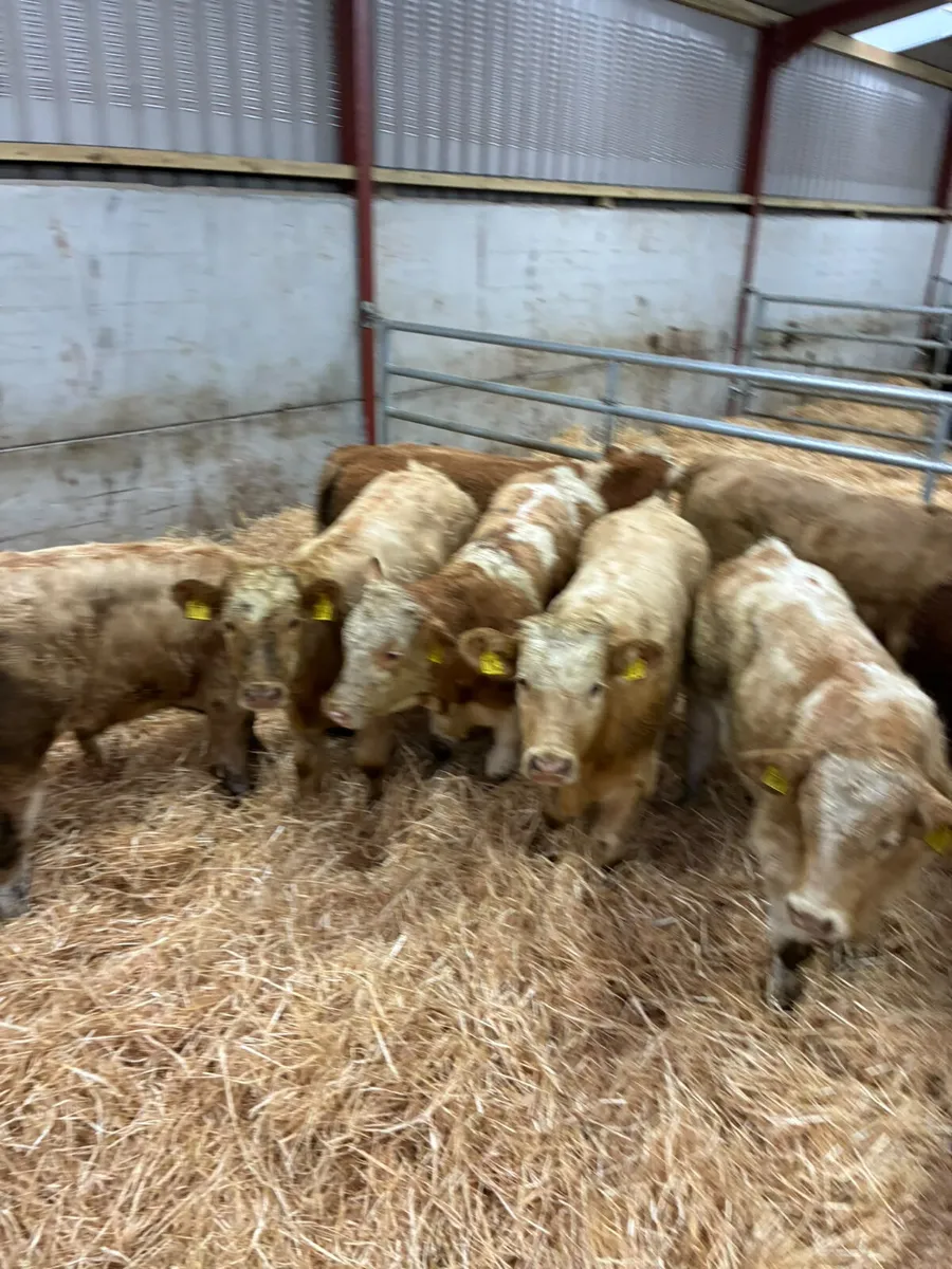 Beef bred bullocks - Image 2