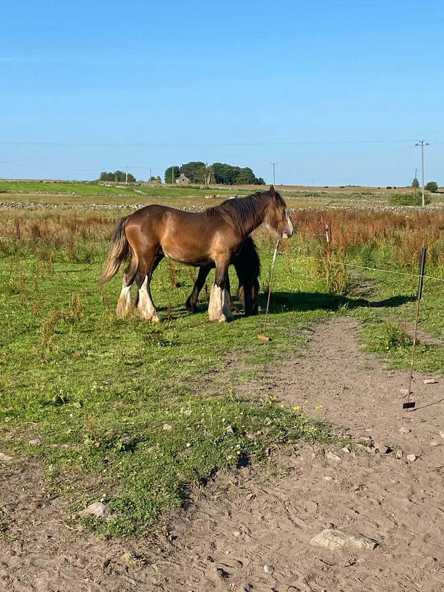 filly - Image 2