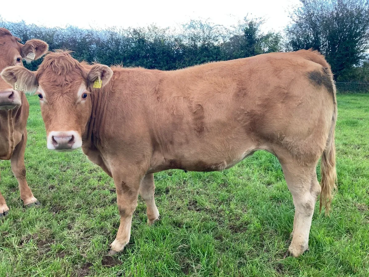 PBR limousin heifer - Image 3