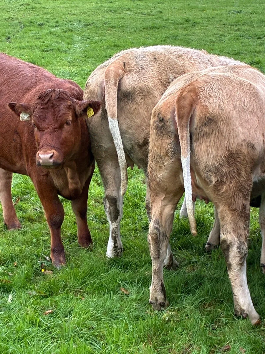 Incalf Heiffers - Image 1