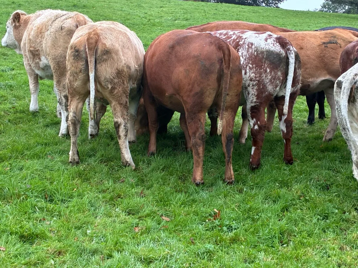 Incalf Heiffers - Image 2