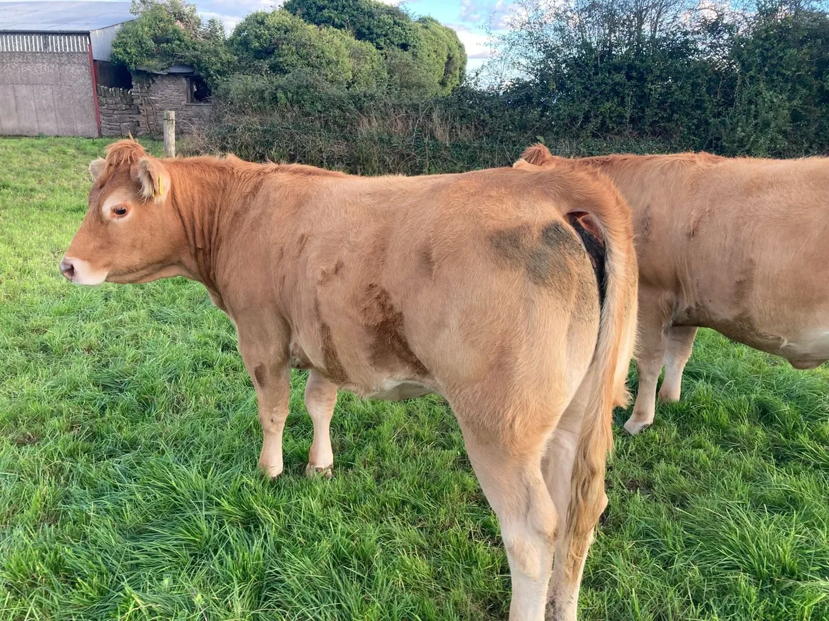 PBR limousin heifer - Image 2