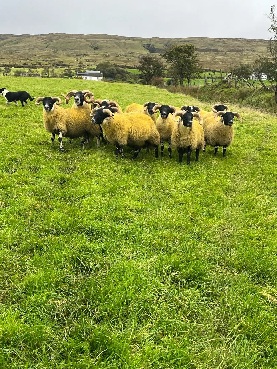 Lanark rams - Image 1