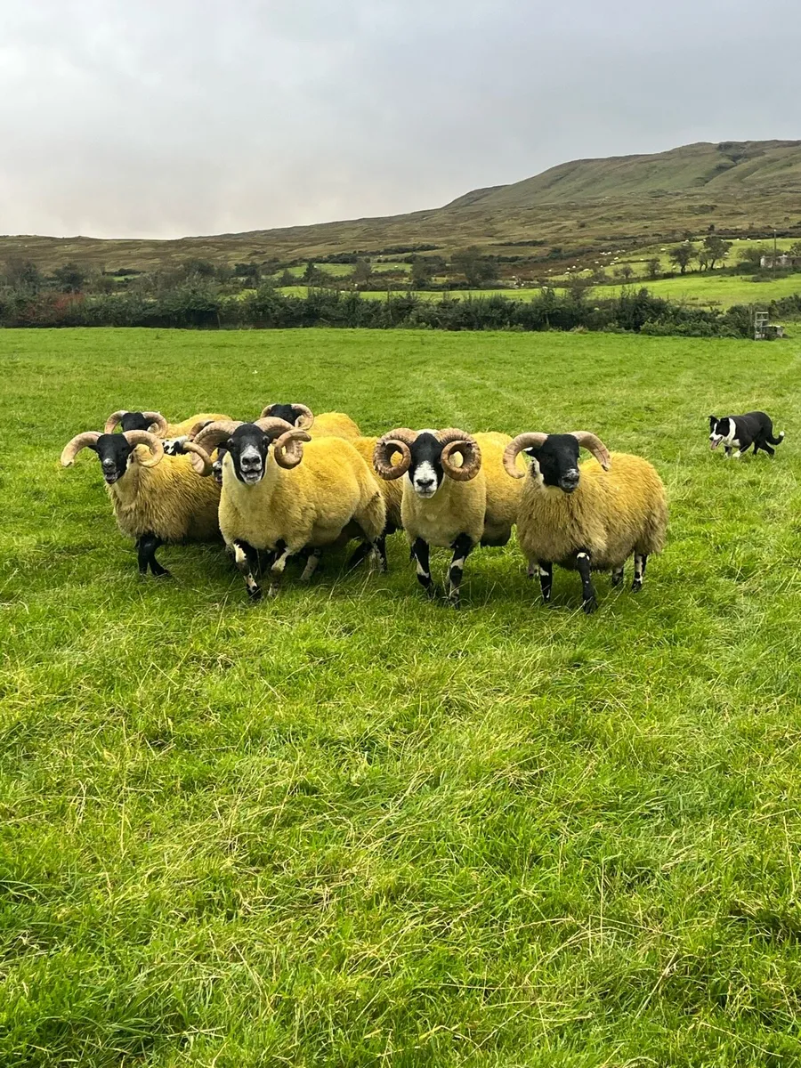 Lanark rams - Image 2