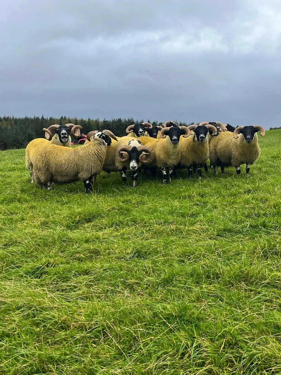 Lanark rams - Image 3