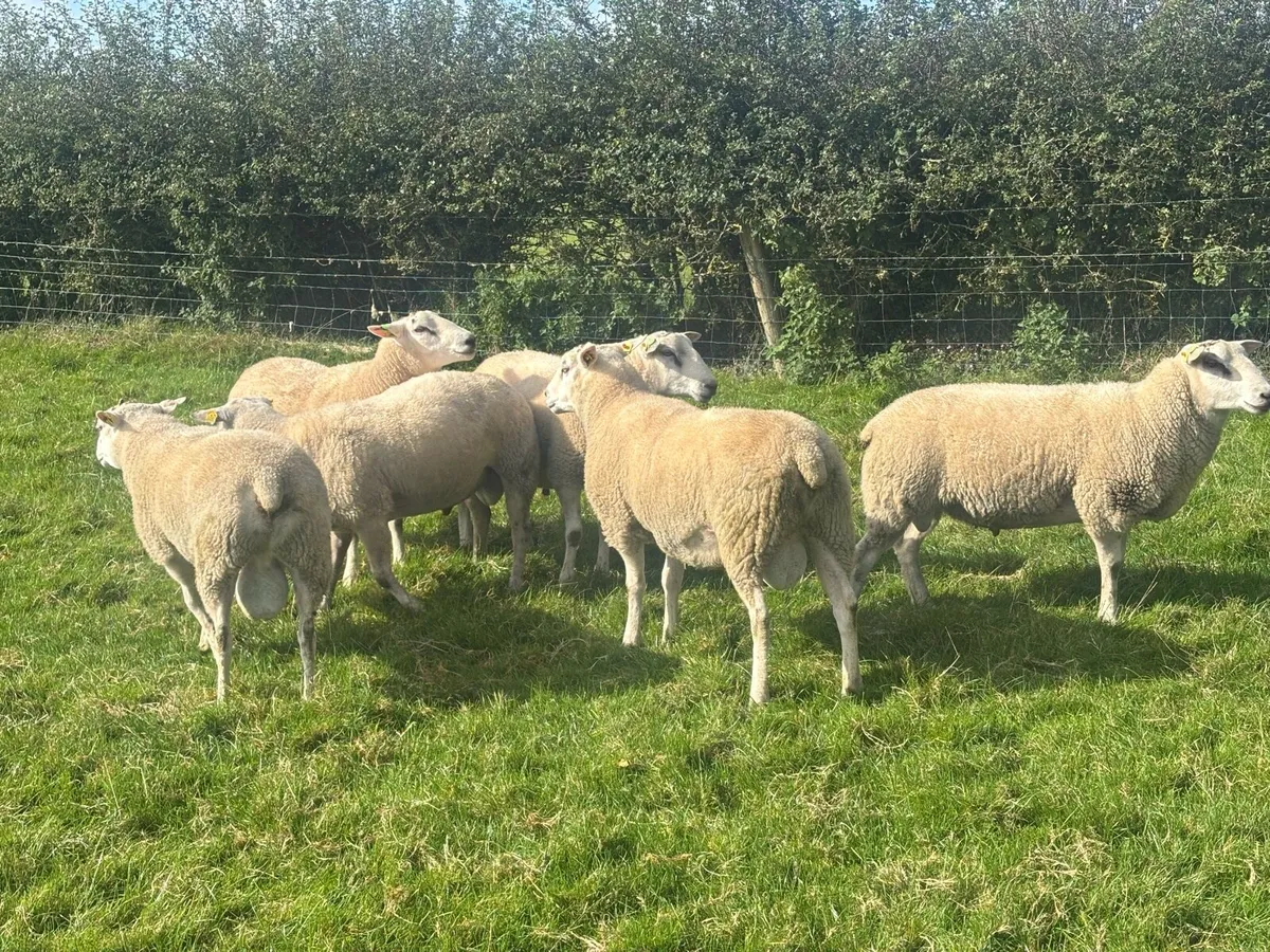 Belclare Hogget rams - Image 3