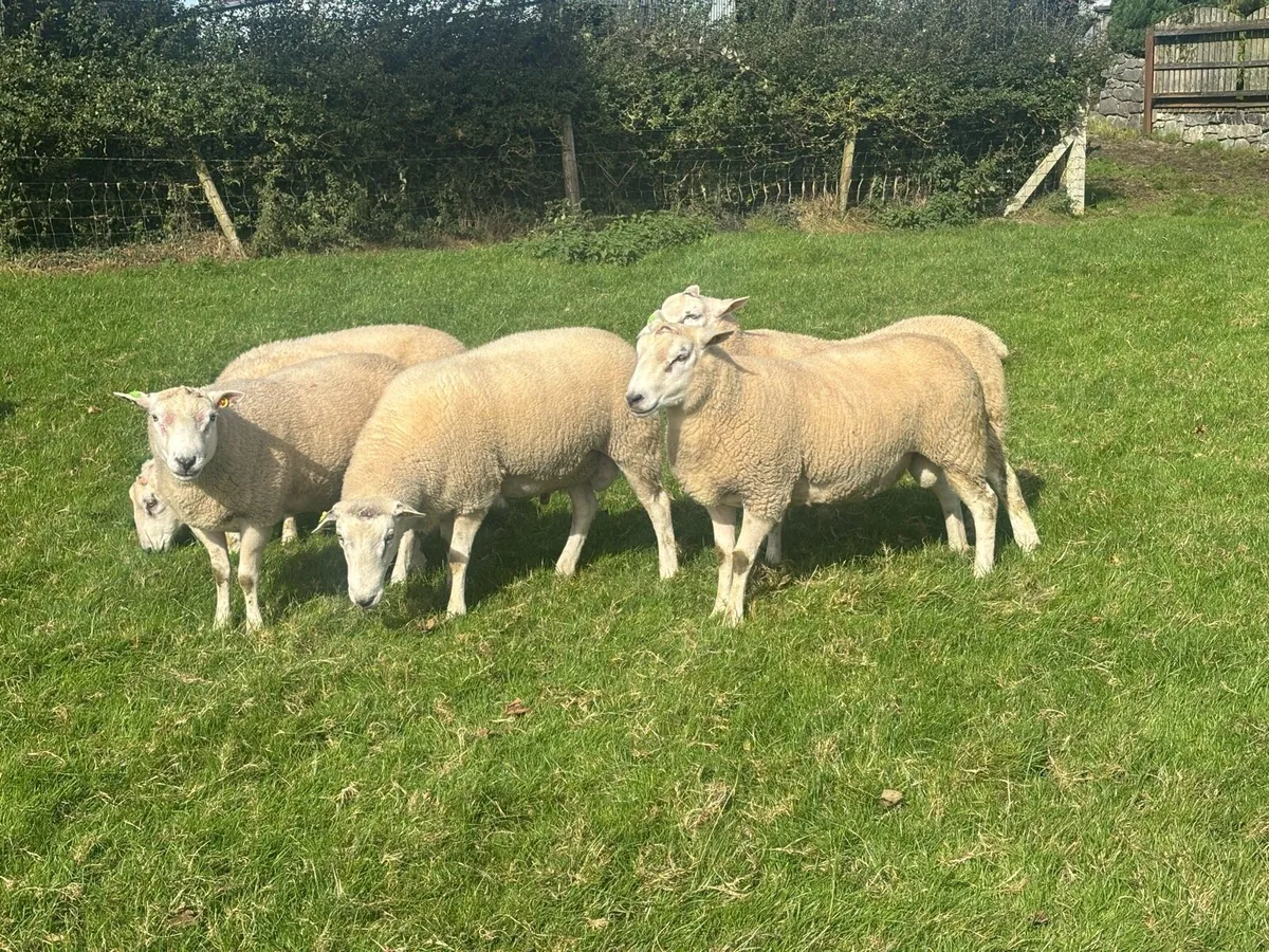 Belclare Hogget rams - Image 4