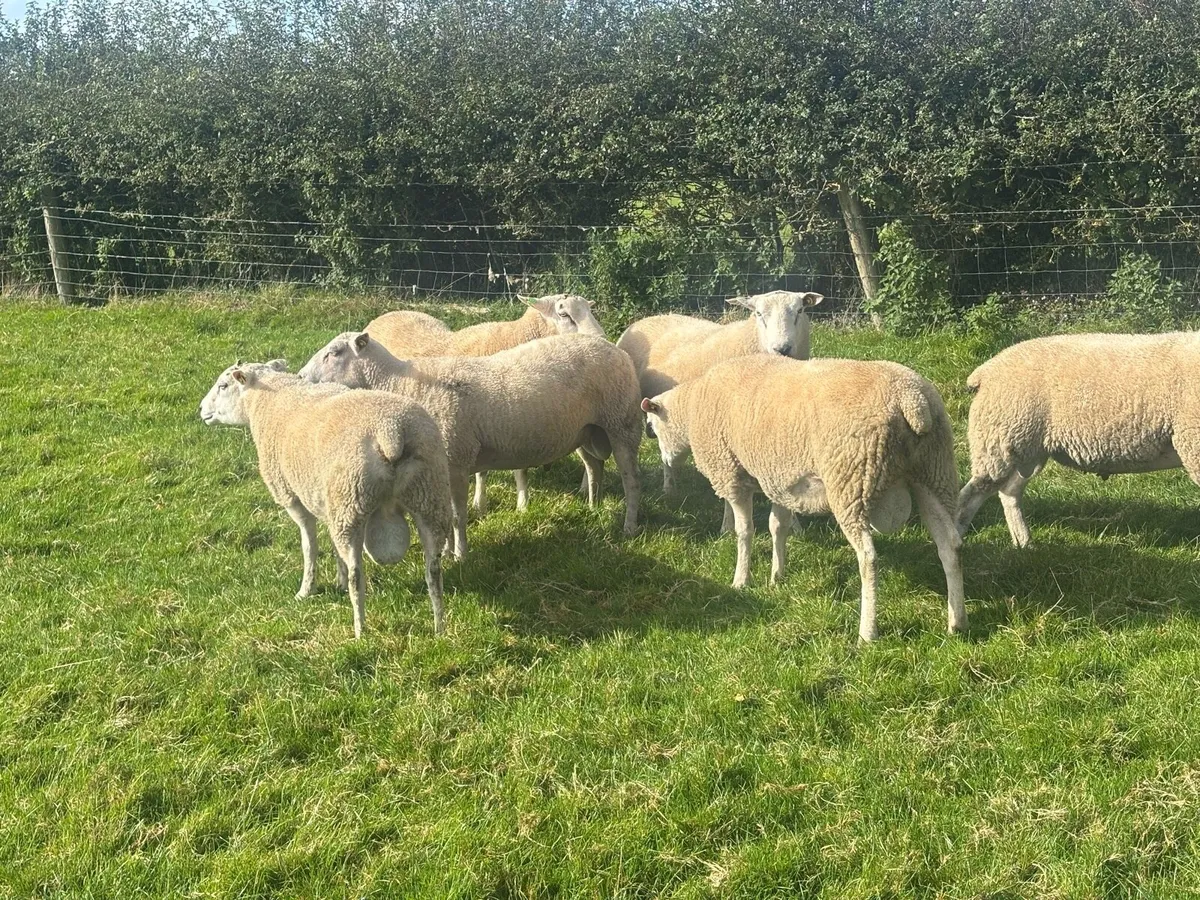 Belclare Hogget rams - Image 2