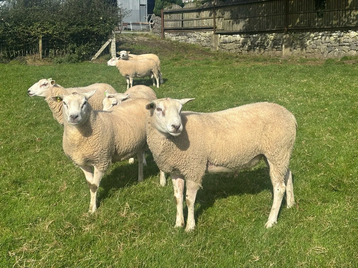 Belclare Hogget rams - Image 1