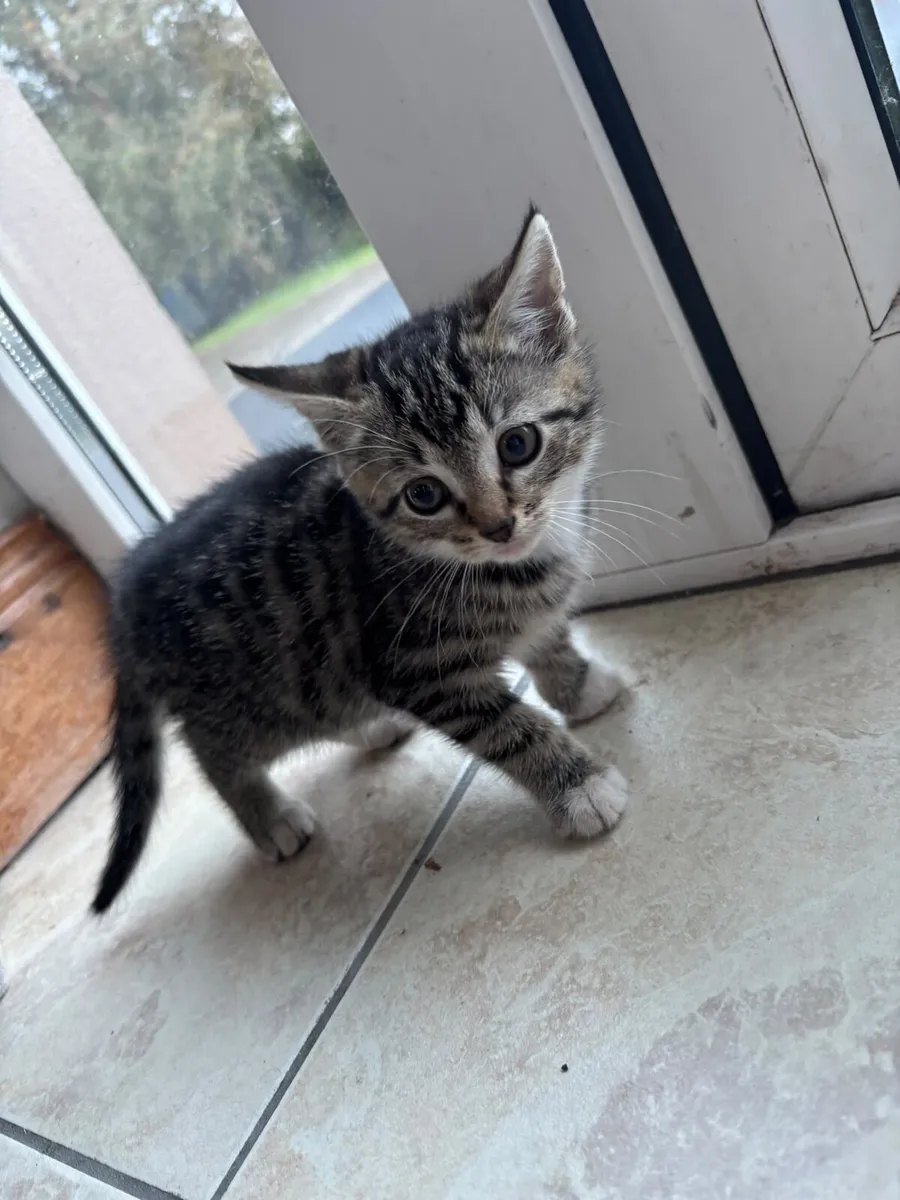 Kittens - Image 1