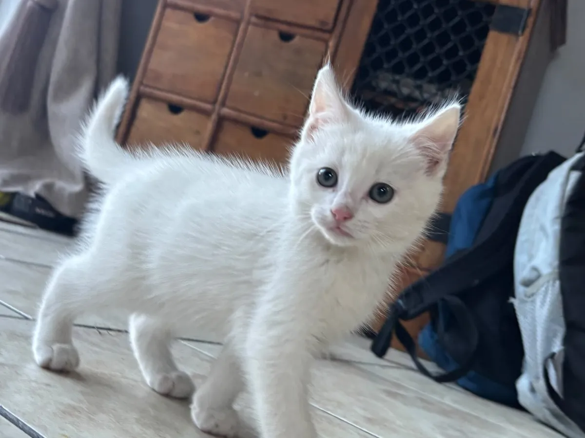 Kittens - Image 2