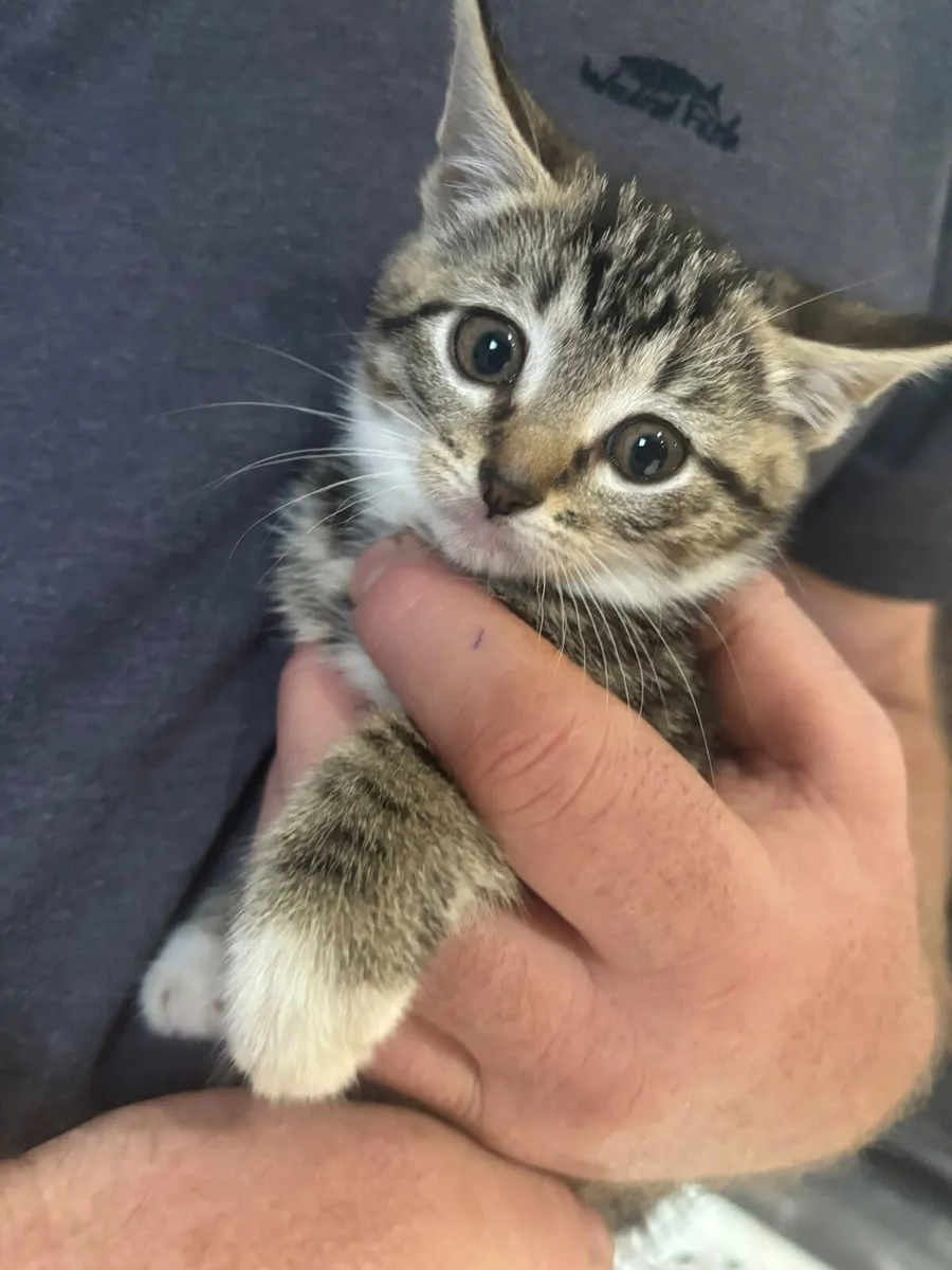 Kittens - Image 3