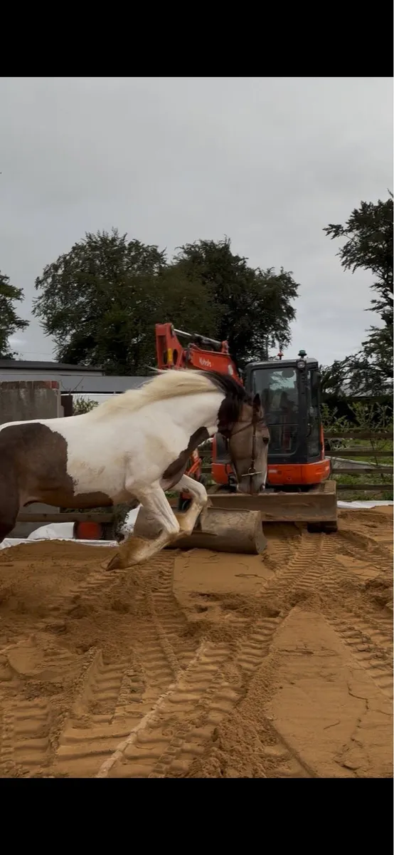 Horse - Image 4