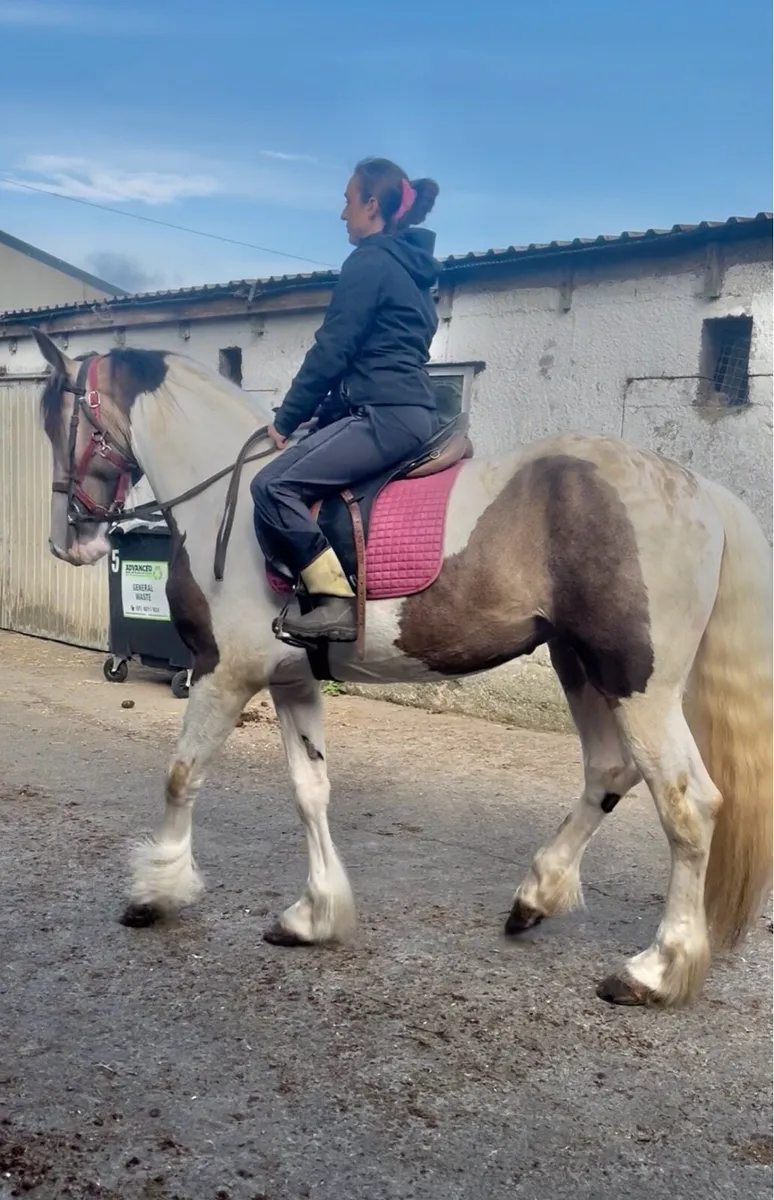Horse - Image 1