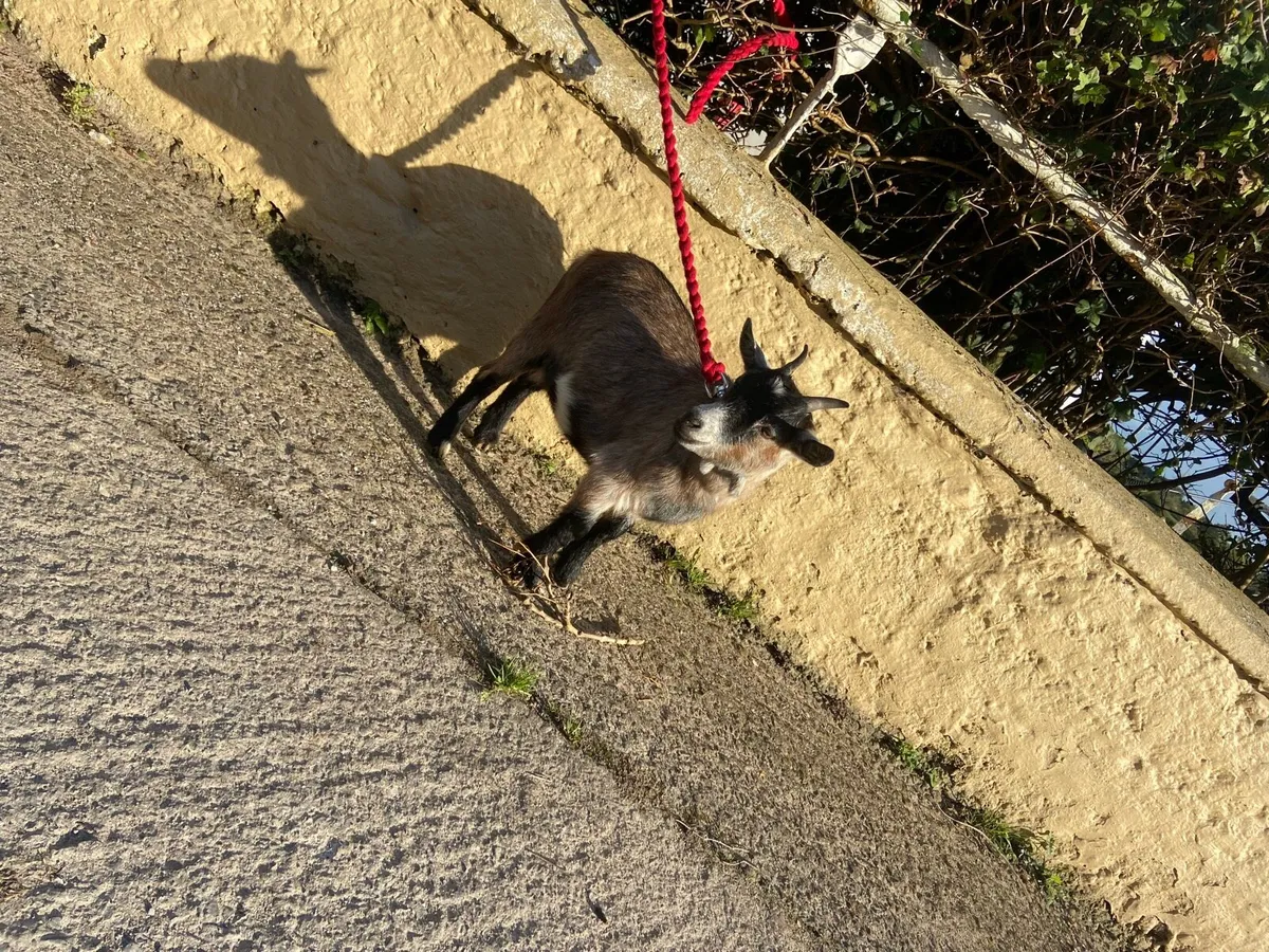 Female Pygmy goats - Image 1