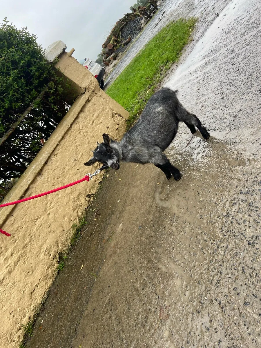 Female Pygmy goats - Image 2