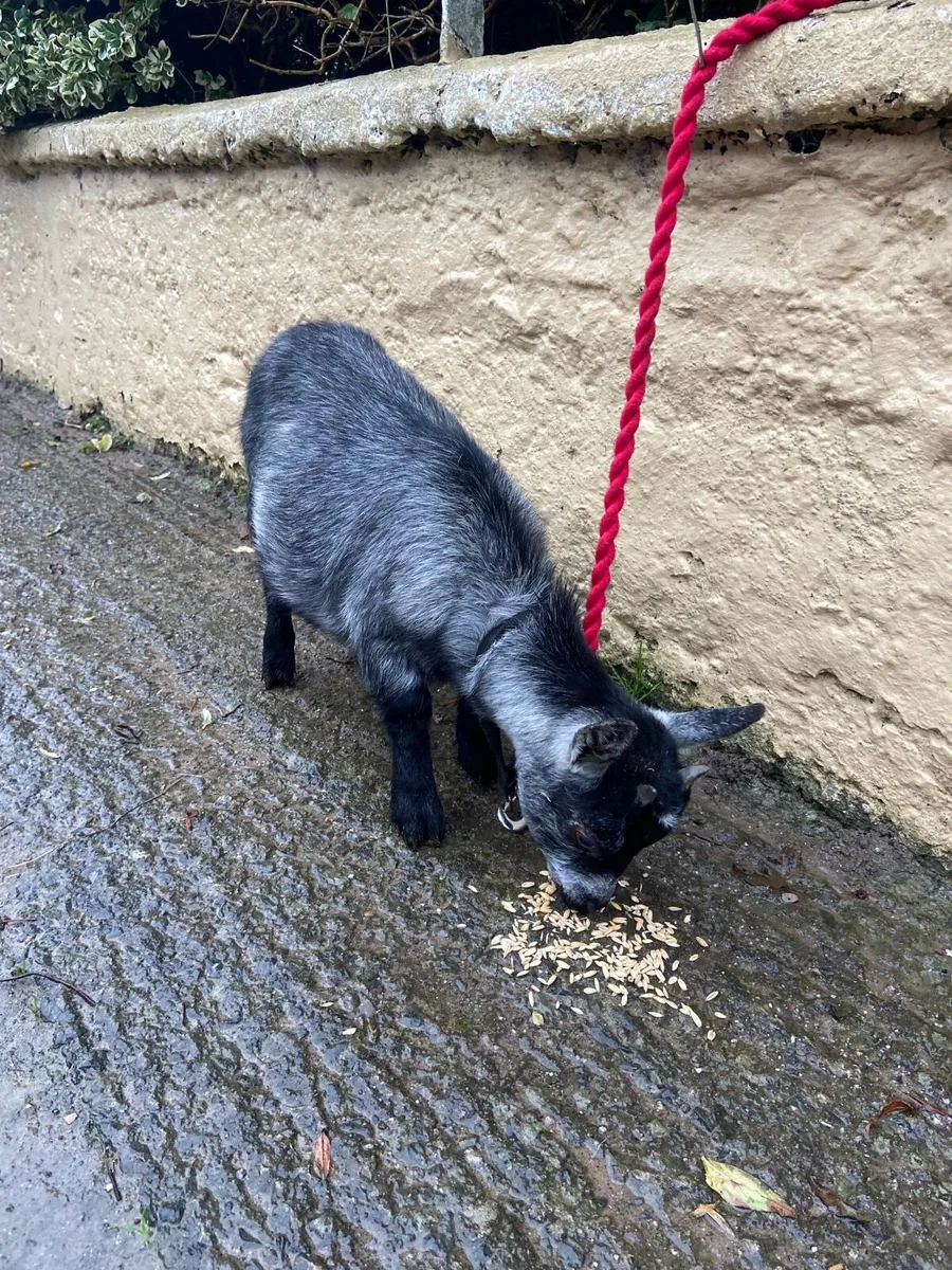 Female Pygmy goats - Image 3