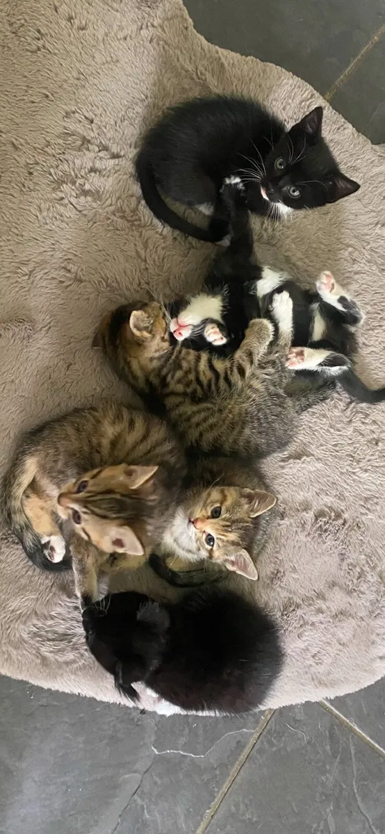 Kittens - Image 1