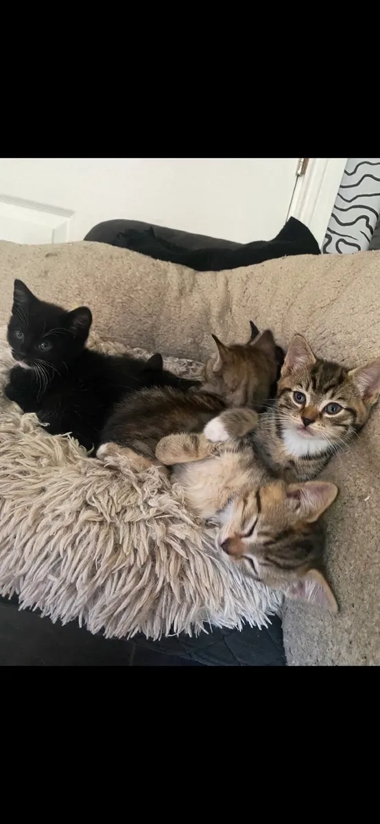 Kittens - Image 4