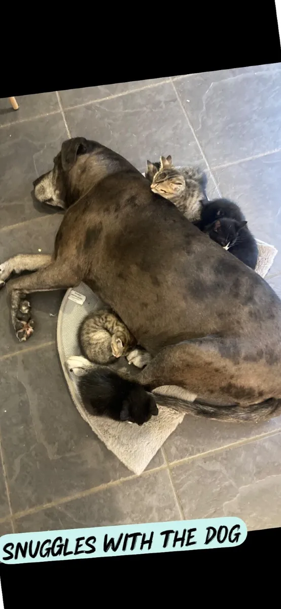 Kittens - Image 2