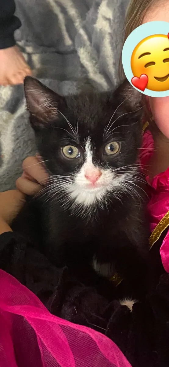 Kittens - Image 3