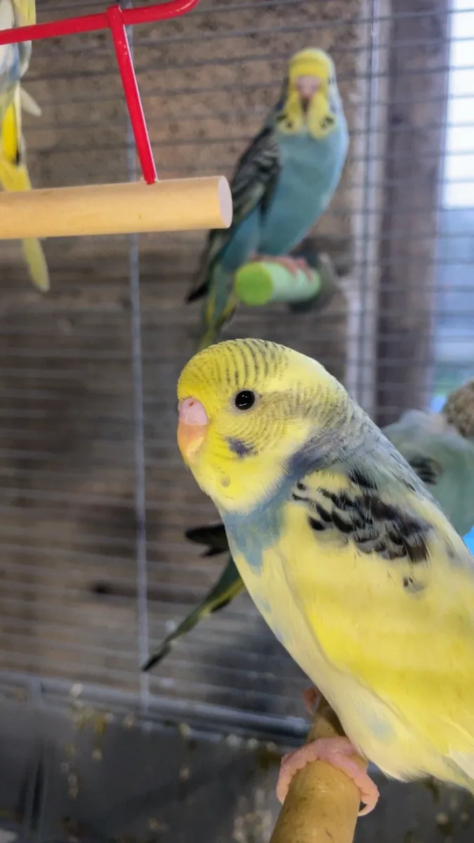 Budgies - Image 2