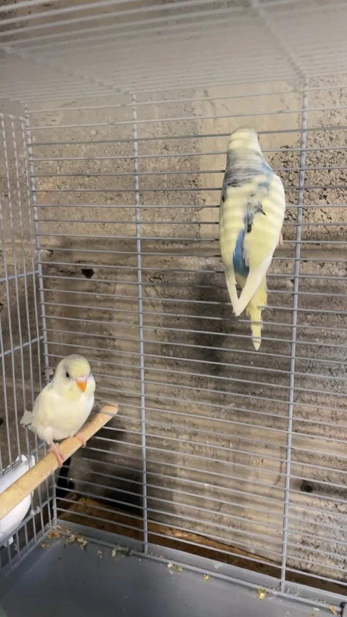 Budgies - Image 3