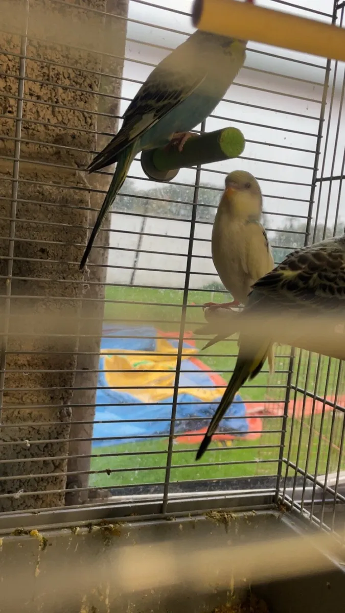 Budgies - Image 4