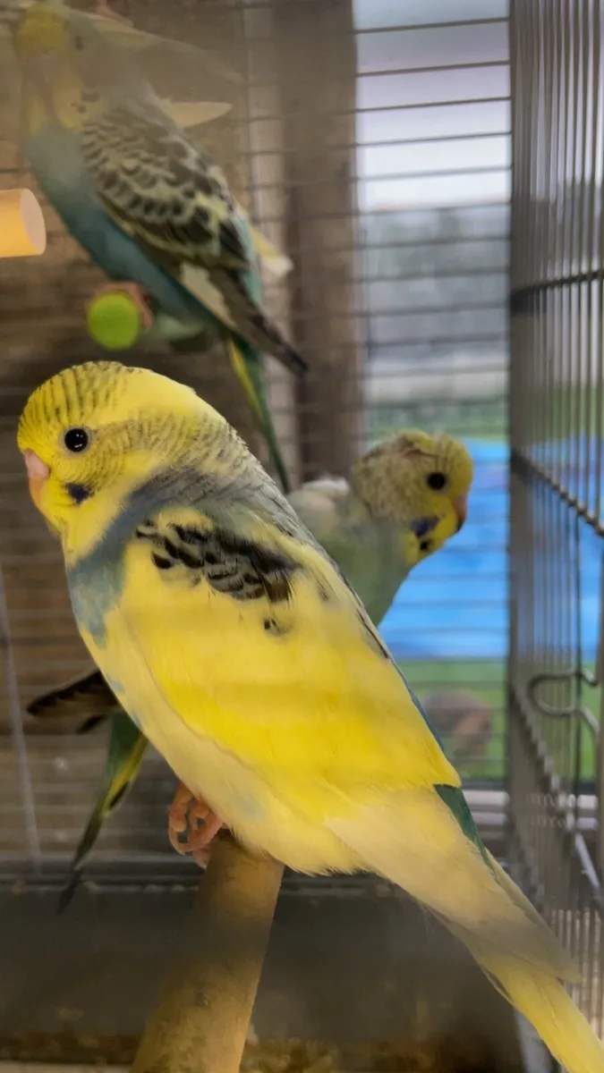 Budgies - Image 1