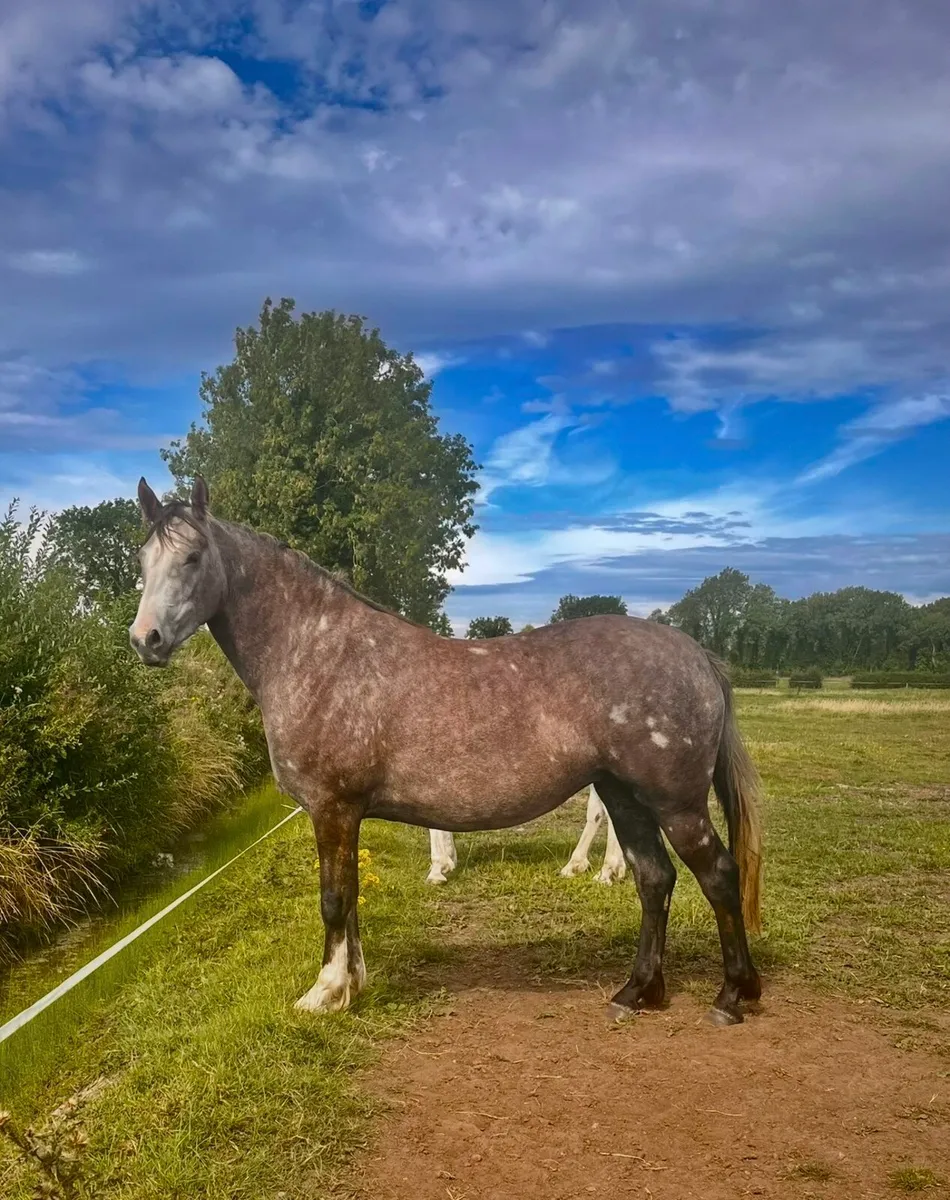 3 yo Irish draught filly - Image 3