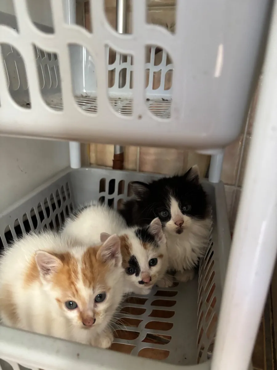 Kittens - Image 2