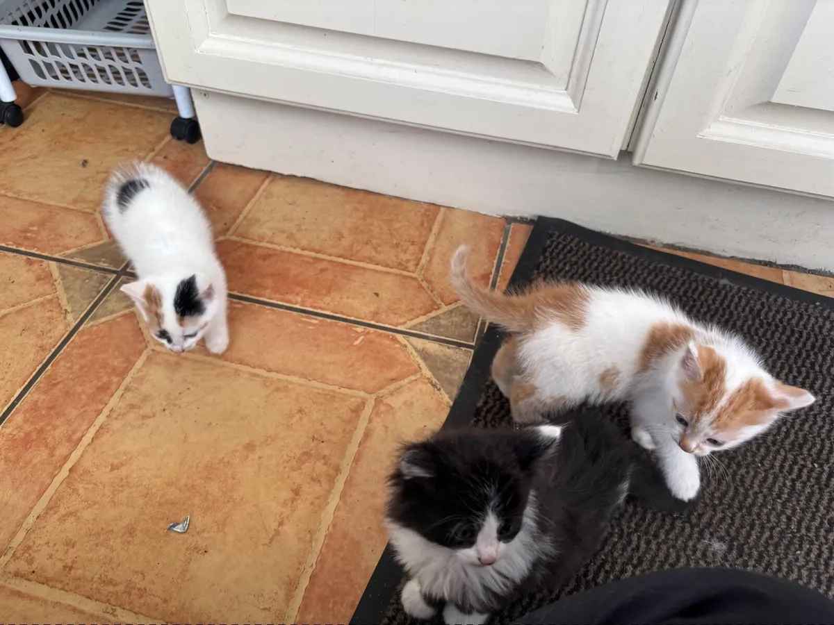 Kittens - Image 3
