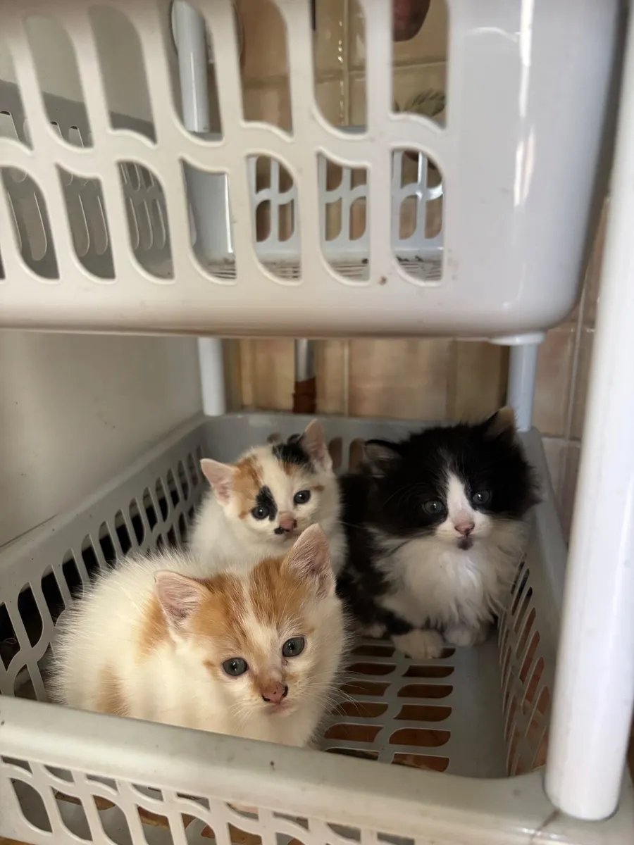 Kittens - Image 1