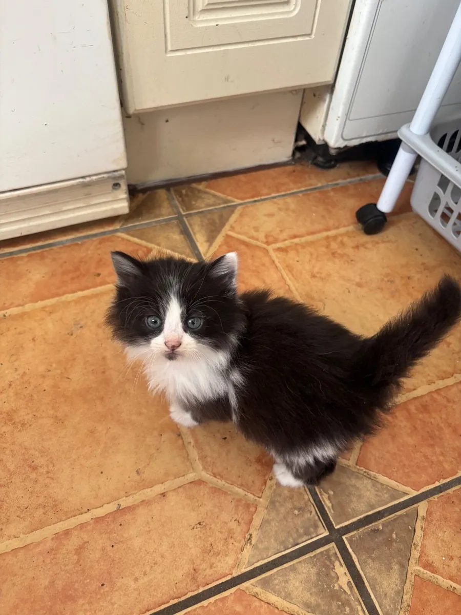 Kittens - Image 4