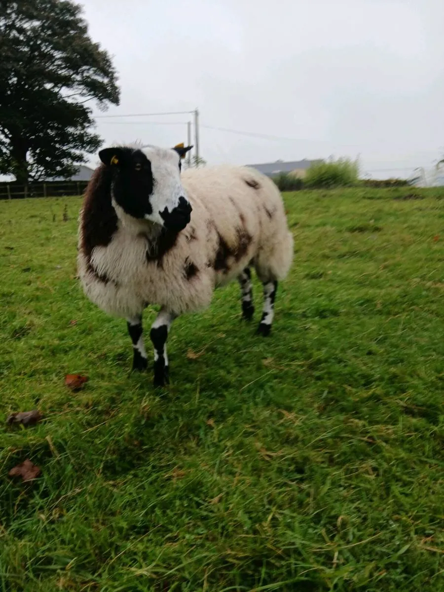 Dutch spotted ewe lambs - Image 2