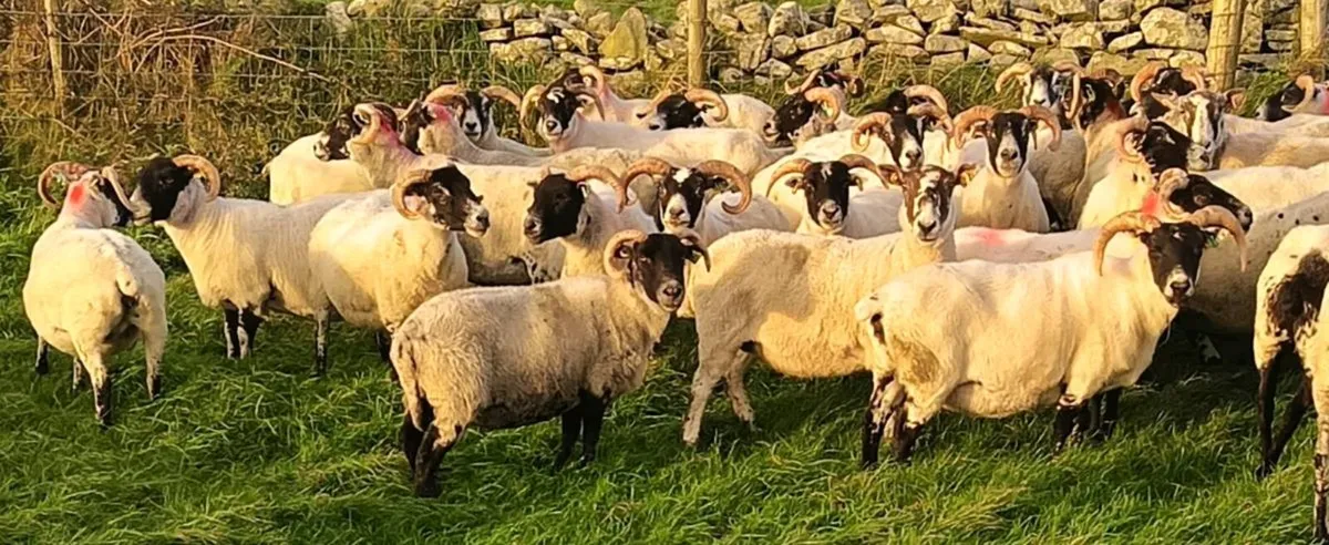 Lanark Ewes - Image 1