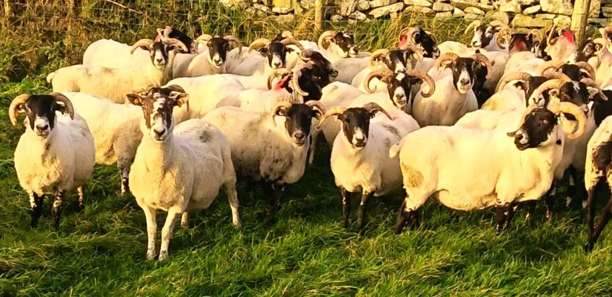 Lanark Ewes - Image 2