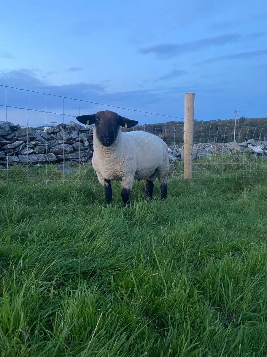 Suffolk hogget ram - Image 1