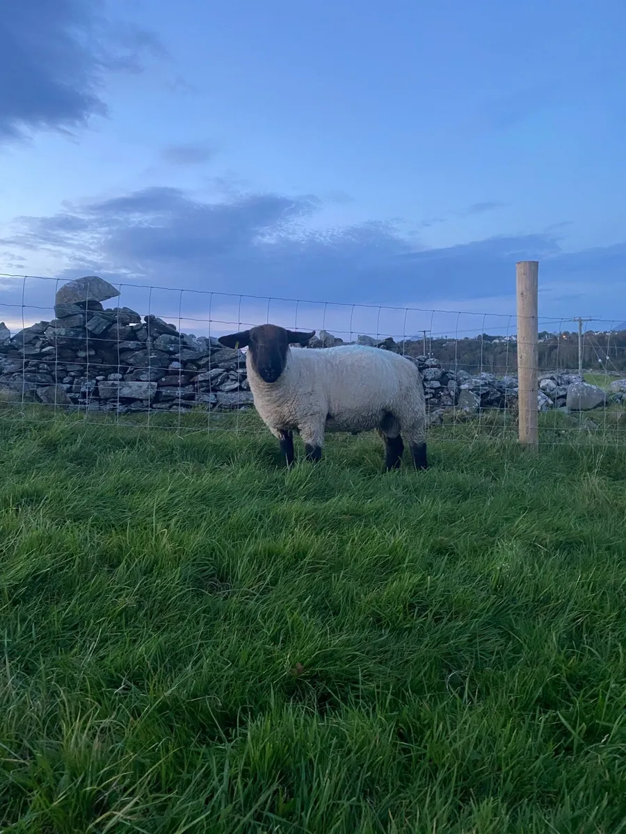 Suffolk hogget ram - Image 2