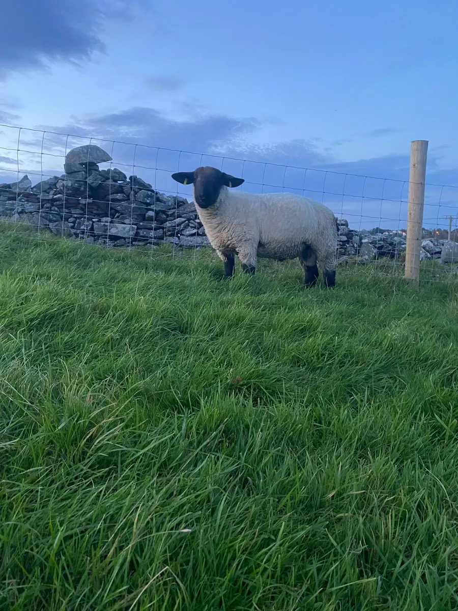 Suffolk hogget ram - Image 3