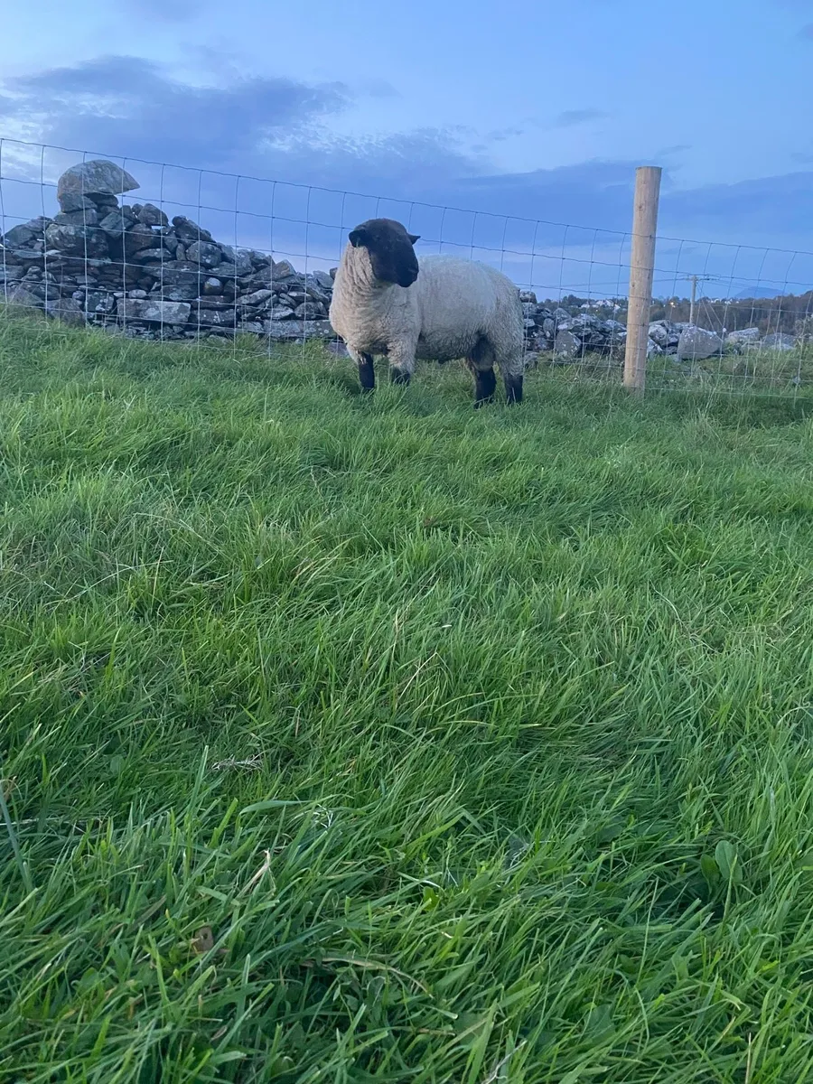 Suffolk hogget ram - Image 4