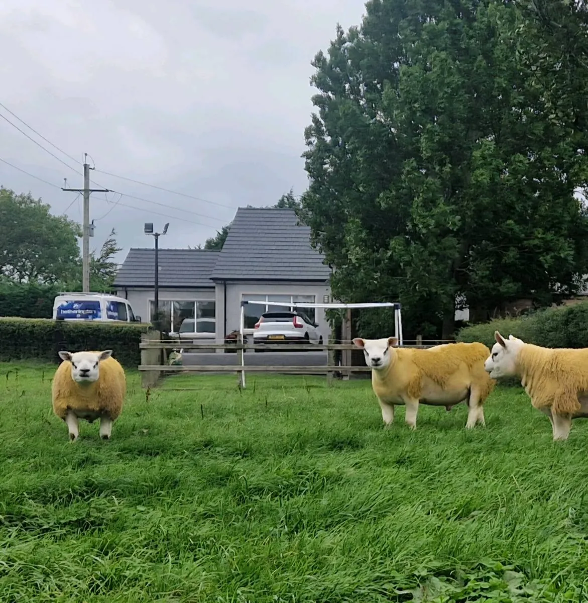 Texel Ram Lambs 🐏 - Image 1