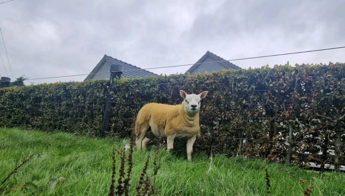 Texel Ram Lambs 🐏 - Image 3
