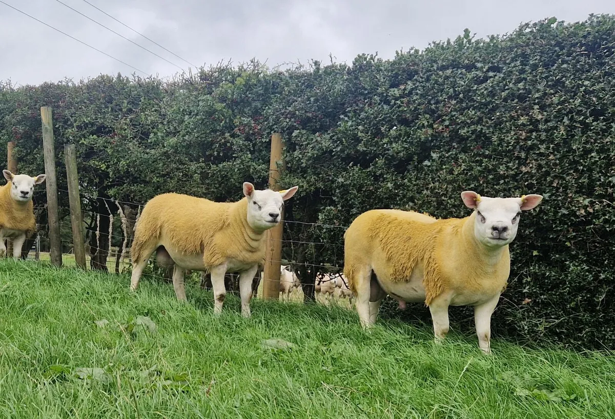 Texel Ram Lambs 🐏 - Image 2