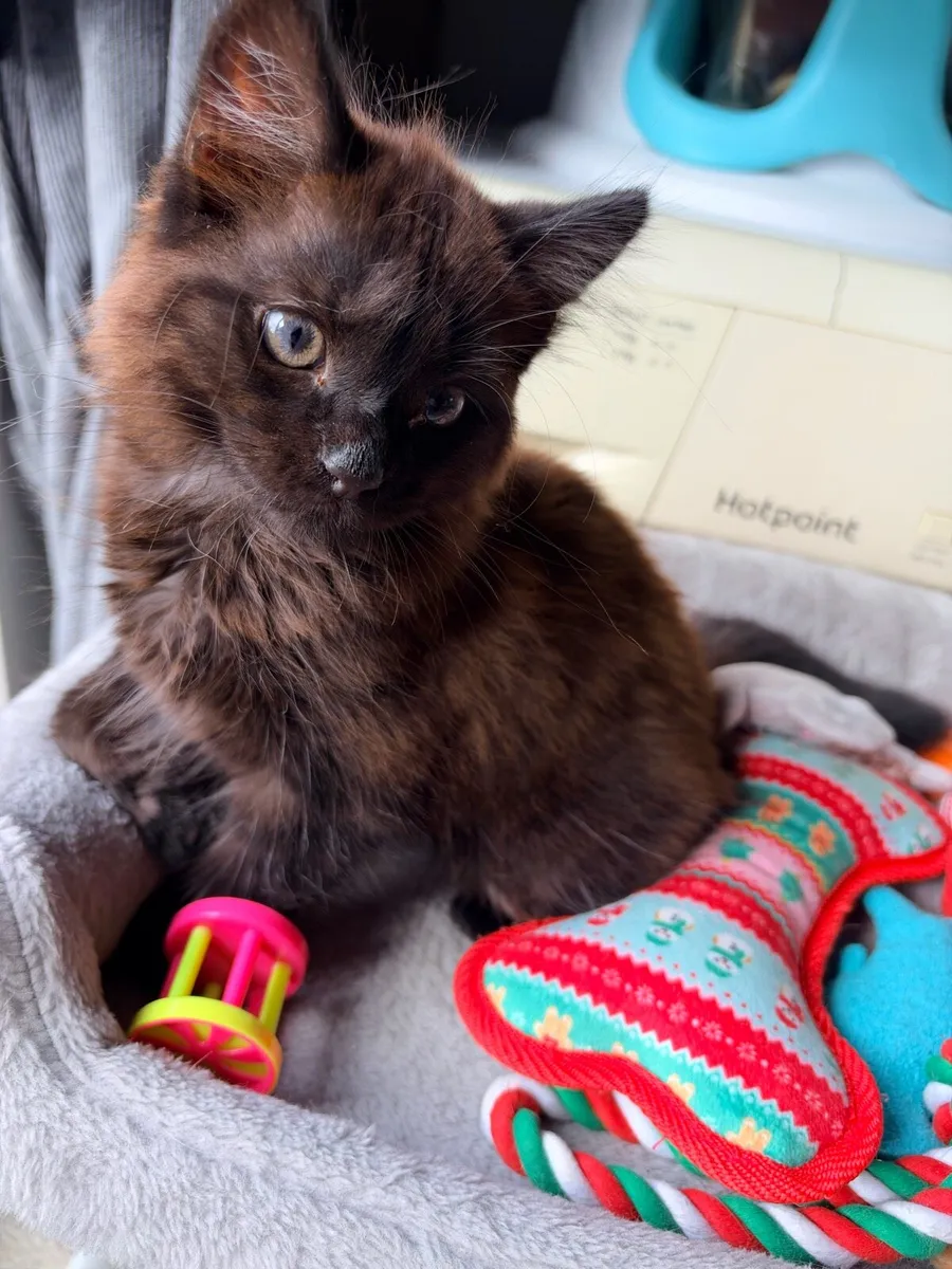 Kitten - Image 1