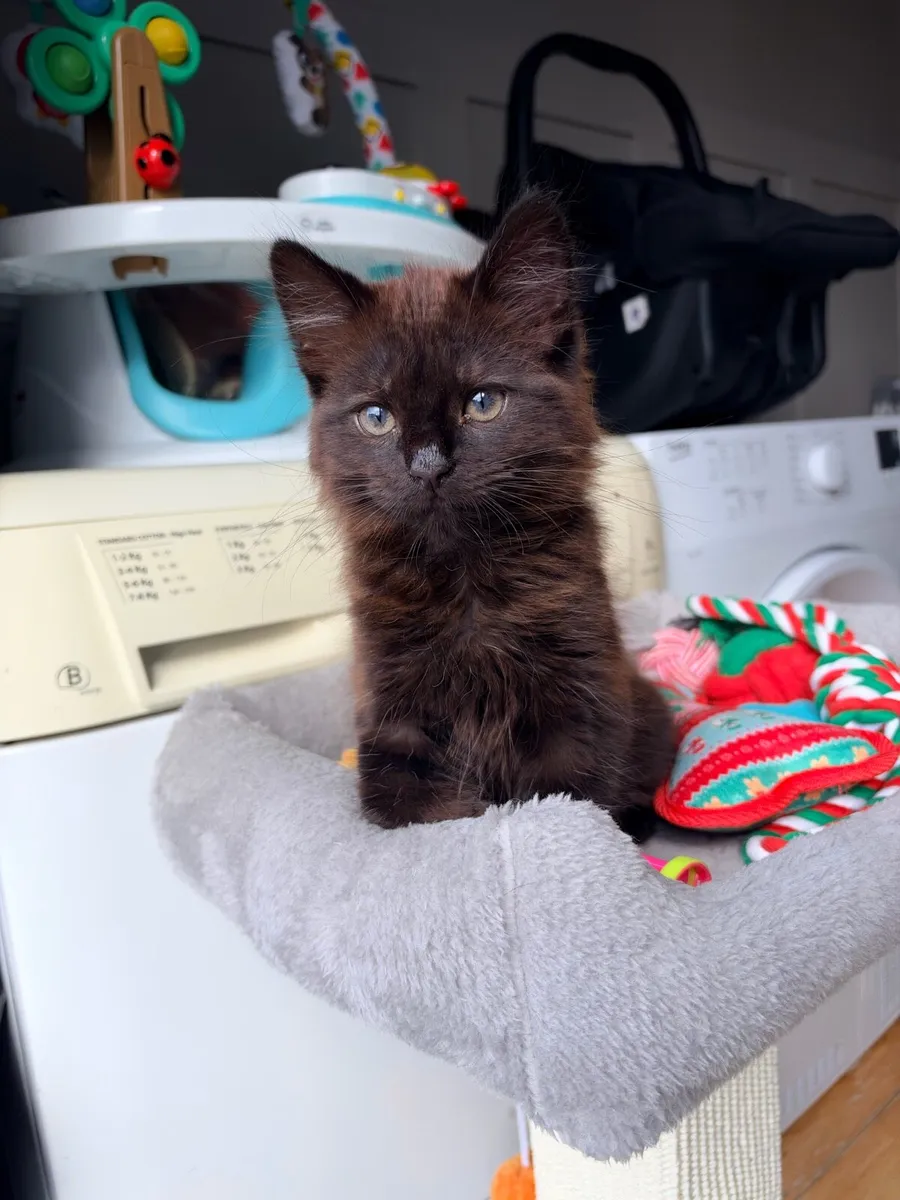 Kitten - Image 2