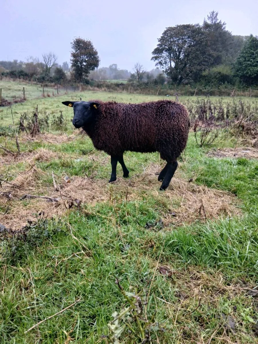 Dutch spotted ewe lambs - Image 3
